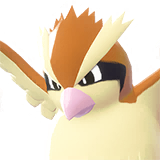Pidgey