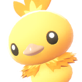 Torchic