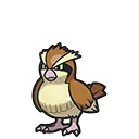 Pidgey